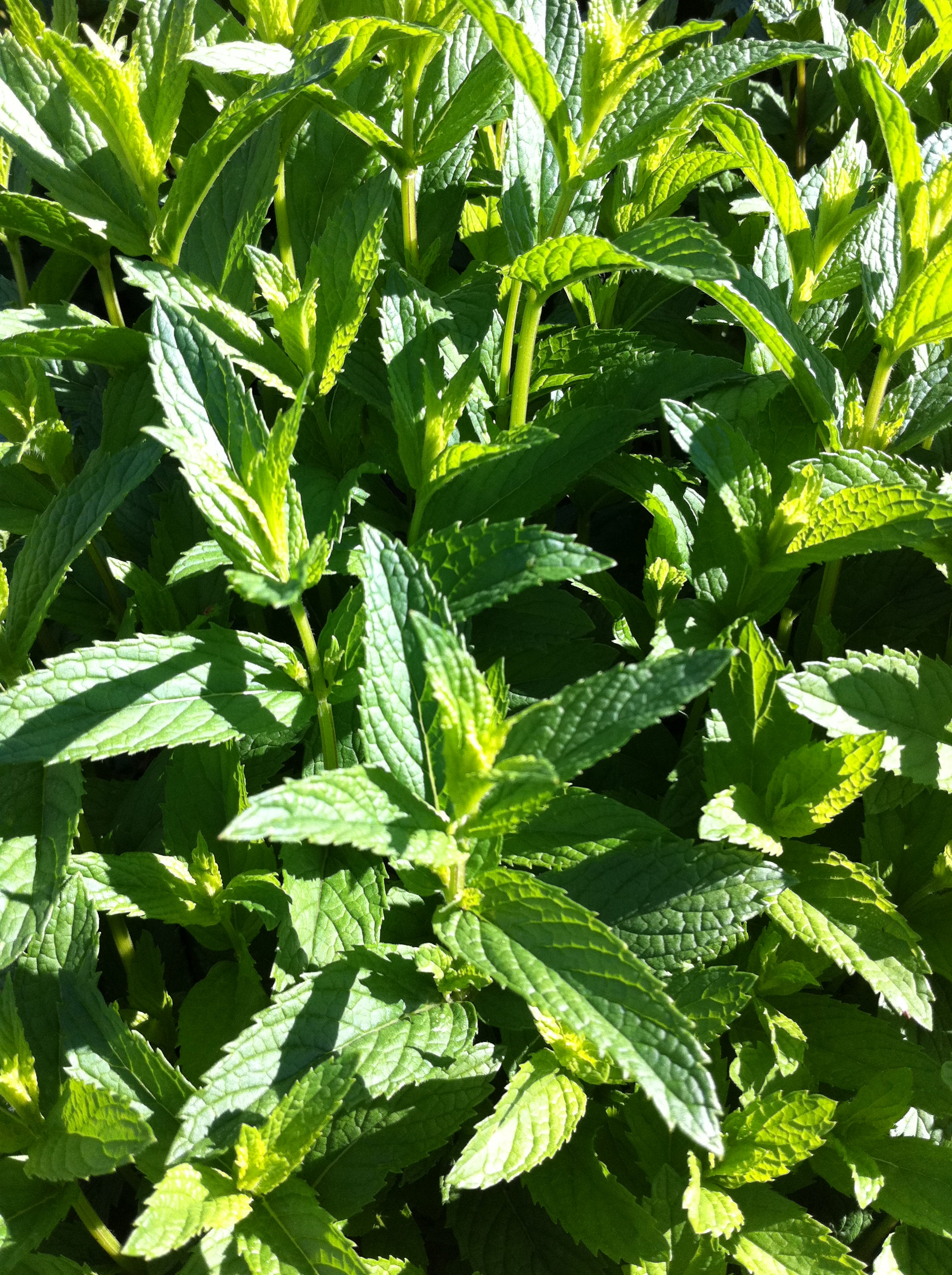Mint精油