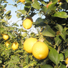 柑橘（citrus）精油