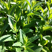 Mint精油