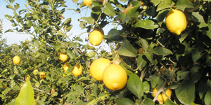 柑橘（citrus）精油