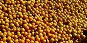 柑橘（citrus）精油