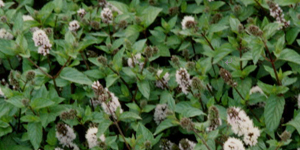 Mint精油