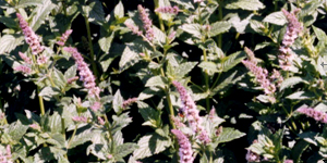 Mint精油